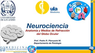 Anatomía y medios de refracción del globo ocular [upl. by Alexandra]