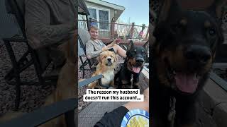 beauceron puppy australianshepherd greatpyrenees husband contentcreator funny [upl. by Faline]