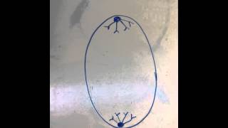 Mitosis Stop Motion Animation [upl. by Nanoc]