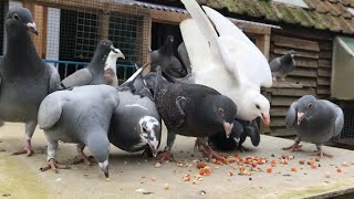 Belgian Racing Pigeons  2020 First Round Pigeons Flying  Second Round 2 Weeks Old [upl. by Saitam]