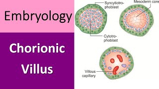 Chorionic Villus Explained A Quick Recap in Embryology [upl. by Nivets]