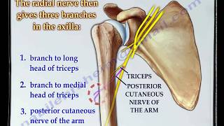 Radial Nerve anatomy  Everything You Need To Know  Dr Nabil Ebraheim [upl. by Peers]