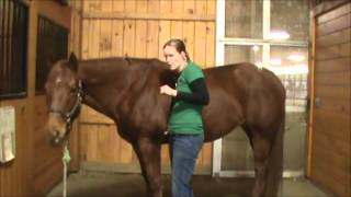 Horse Health and Disease Physical Exam [upl. by Anahir170]