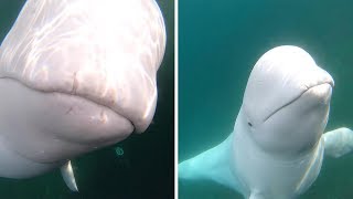 Cheeky Beluga Whale Steals GoPro [upl. by Etnomed]