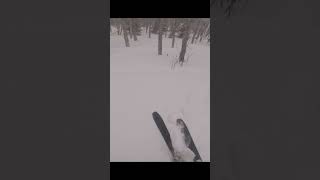 Secret stash of east coast tree skiing skiing viral shorts vail colorado [upl. by Nivert642]