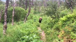 Close Grizzly Bear Encounter  Katmai National Park Alaska [upl. by Nacim]