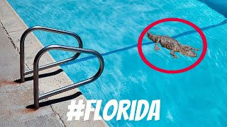 Baby Alligator in a Swimming Pool RESCUE [upl. by Tarryn697]