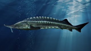 Facts The Beluga Sturgeon [upl. by Lief121]