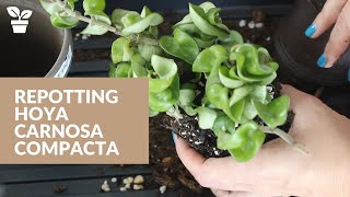 Repotting Hoya carnosa compacta [upl. by Naraa]