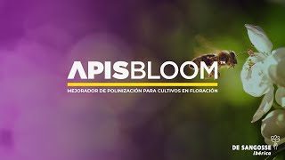 APIS BLOOM [upl. by Beberg]