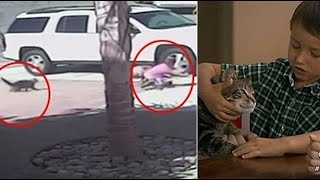 Você sabia Gato salva criança do ataque de um cachorro nos EUA [upl. by Adnuahsal]