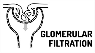 GLOMERULAR FILTRATION made easy [upl. by Jacobs291]