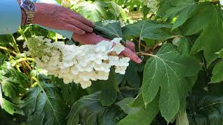 Plant Features Oakleaf Hydrangea [upl. by Meryl139]