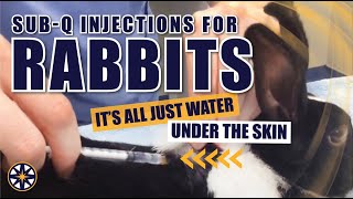 Subcutaneous Injections for Rabbits [upl. by Huskey]