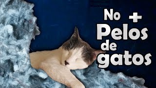 Pelos de gato método efectivo para evitar la caída del pelo comprobado Gatos [upl. by Fechter830]