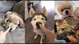 Booping my dog nose too many times compilation [upl. by Georgi]