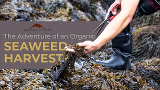 The Adventure of an Organic Seaweed Harvest [upl. by Ahterahs]