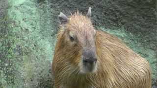 Magical and Awesome Sound of Capybaras Singing [upl. by Ivad166]