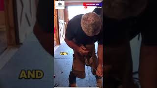 Arthritic Horse Gets A Hoof Trim shorts horse farrier farmlife [upl. by Heintz]