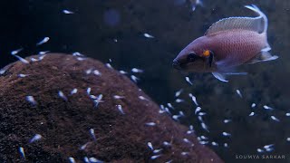 Breeding Neolamprologus brichardi [upl. by Brodie959]