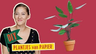 Knutselen amp DIY  Plantjes van Papier  Muizenhuis Knipvellen [upl. by Aenitsirhc440]