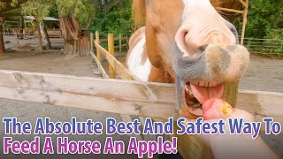 The Absolute Best And Safest Way To Feed A Horse An Apple Lets Feed All The Horses Here [upl. by Atikihs]