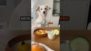 Hund 🐶  Kürbis🎃  ❤️ hund kochen rezept [upl. by Ten419]