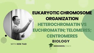 Heterochromatin vs Euchromatin amp Telomeres [upl. by Enyrhtak]