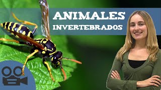 Animales INVERTEBRADOS 🐛Características y Clasificación [upl. by Roon]