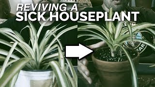 House Plant Rescue Saving a Spider Plant From Death 🕷️🌱 [upl. by Freedman]