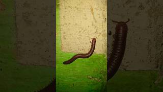 Millipede insect part 11 millipede centipede millipedes insects wildlife forest trending [upl. by Nemrak]