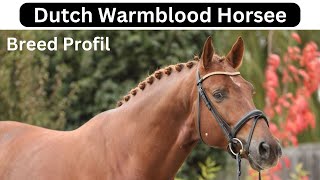 Dutch Warmblood Horse Breed Profile [upl. by Hartzell]