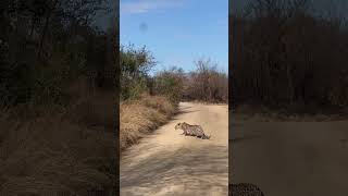 Leopardess silently stalking a herd of Impala [upl. by Gasper]