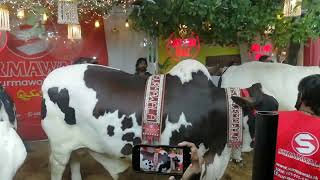 Surmawala Cattle Farm l World Biggest Bulls Collection [upl. by Eiresed]