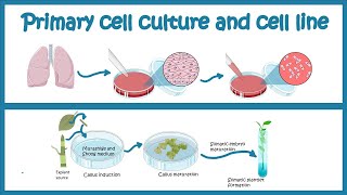 Primary Cell culture and cell line  Cell culture basics [upl. by Trip]