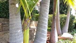 King Palm Tree  Archontophoenix cunninghamiana  Bangalow palm HD 01  Top 10 Palm Trees HD 01 [upl. by Leticia]