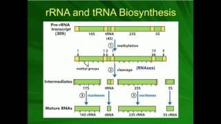 rRNA Processing Preribosome to Ribosome [upl. by Sky]