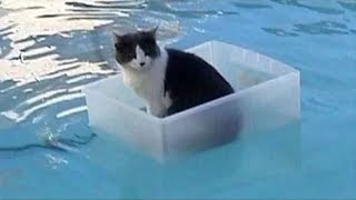 Cats Playing in Water Compilation [upl. by Amedeo]