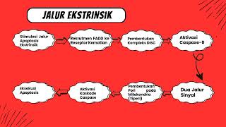 Ekspresi Gen Protein Caspases  3 Pada Jalur Apoptosis [upl. by Eat]