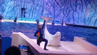 Beluga Whale Show at Chimelong Ocean Kingdom [upl. by Elnore]