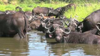 SOUTH AFRICA cape buffaloes Kruger national park hdvideo [upl. by Novick]