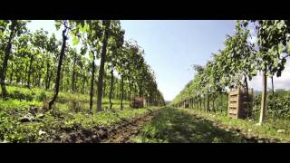 Fantinel Prosecco Video [upl. by Nauqyt]