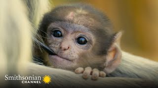 Female Langurs Rule the Hanuman Monkey Dynasty 👑 Into the Wild India  Smithsonian Channel [upl. by Irrol]