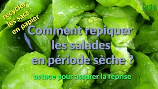 Comment repiquer des salades en période sèche [upl. by Godber]