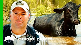 Game Wardens Save Cows From Flooded Area  Lone Star Law [upl. by Duyne535]