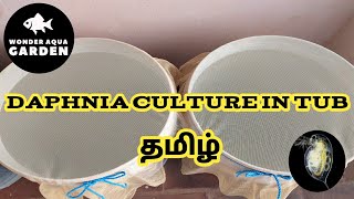 How to Culture Daphnia using Tub in Tamil  Daphnia Culture  தமிழ்  Wonder Aqua Garden [upl. by Ettener880]