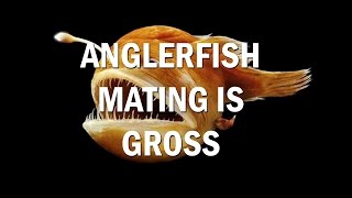 Anglerfish Mating is Pretty Gross Guys [upl. by Narah]