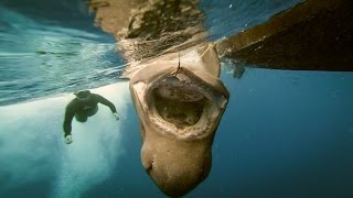 Bluntnose Sixgill Shark  tagging amp release [upl. by Eaner]