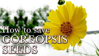 How to Save Coreopsis Seeds  Easy Flower Seeds to Collect  Lanceleaf Coreopsis Seed Saving [upl. by Okomom]