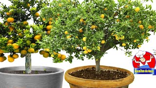 🍊 Plante LARANJA BAHIA no VASO [upl. by Rica]